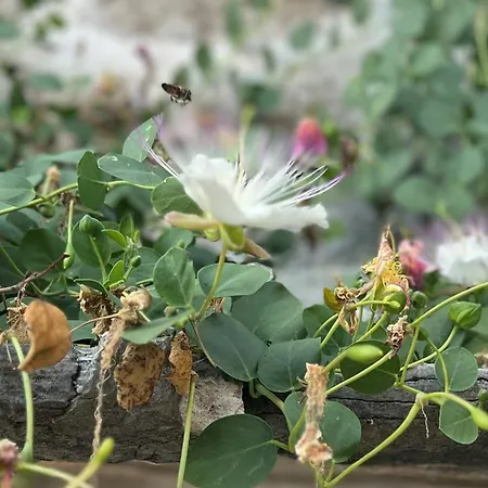 Kapparis Holiday home Janjina