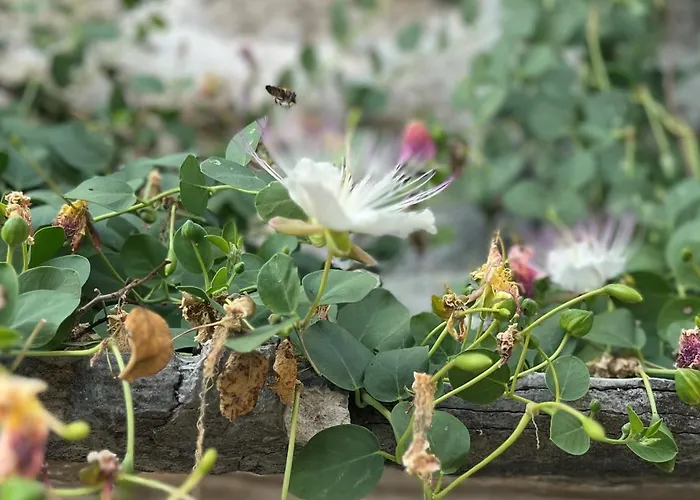 Kapparis 펜션 Janjina